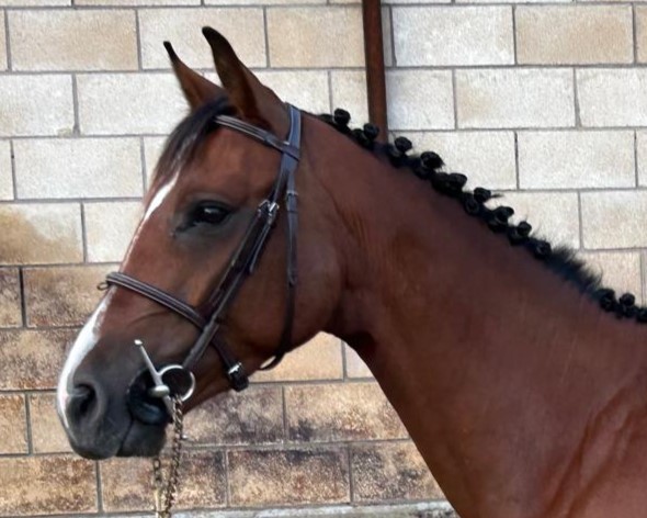 horse